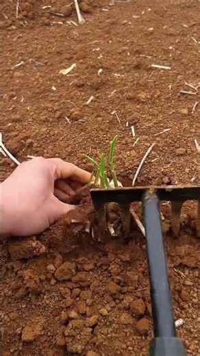 RT 100940 mini rotary tillage and ridging all#in one tree 🌲 short view #rogator#shorts