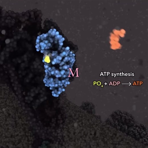 ATP Molecules and Mitochondria in Biology: Understanding Cellular Energy Processes