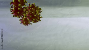 models of the virus fall into the water. Infection with the covid virus. Covid virus model