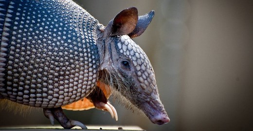 10 Astonishing Armadillo Facts: From Armored Shells to Vertical Jumps