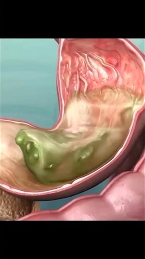 STOMACH anatomy in 40 sec 🤯 #shorts #animation #yosho #anatomy #biology #science #shortsfeed #neet