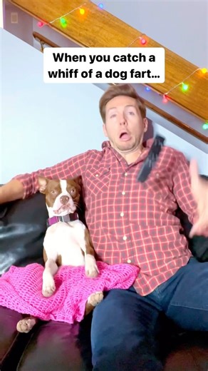 No Joke Boston Terrier Farts Can Burn Your Nostrils 👉 Follow @whenashmetbowser to join the laughs! #comedy #bostonterrier #fart #dog #dogsofinstagram #funny #lol #hilarious #funnydogs #funnyreels | Ash & Bowser