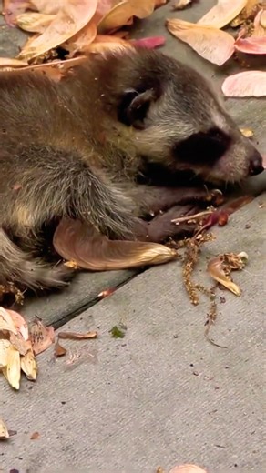 Baby raccoons crying #raccoon #raccoonrescue #shorts