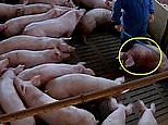 Pigs are brutally attacked in a crowded pen at a British farm
