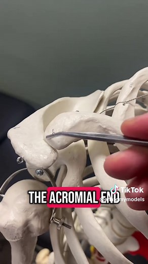 Understanding the Clavicle Bone in Human Anatomy