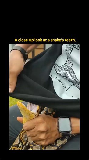 Lucky Clips on Instagram: "The post shares a 15-second video of a handler closely examining a yellow ball python's open mouth, exposing its rows of sharp, backward-curving teeth, which has amassed over 5 million views and 2,800 likes since December 28, 2025. Pythons like this one feature aglyphous dentition—solid, needle-like teeth numbering 25-35 per jaw, angled to grip prey without venom delivery—contrasting venomous snakes' hollow fangs, per herpetological research on constrictor anatomy. Use