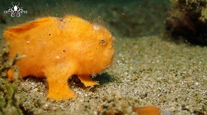 Earlier today, I went diving for this elusive critter, and that's when the hairy frogfish strolled across the sea floor using its modified pectoral fins, showcasing a unique walking behavior rarely seen in other marine species. 📷 Scuba diving in Dauin, Philippines with Critter Republic Dive Center Also, did you know that hairy frogfish have the ability to change color to match their surroundings, and they use a lure on their forehead to attract prey in a fascinating display of adaptability and 