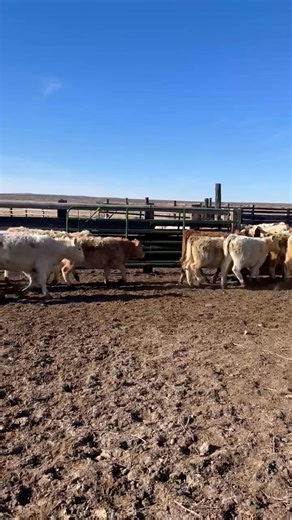 Feeder Sale, Friday February 6th Gluch Ranches Jordan Valley, OR 17 steers 28 heifers Weaned 45 days Bunk broke Branding: Vision 7 w/spur Nasalgen 3 Ivermec injectable Weaning: Multimin Pyramid 5 Enforce 3 Cydectin pour on | Nevada Livestock Marketing