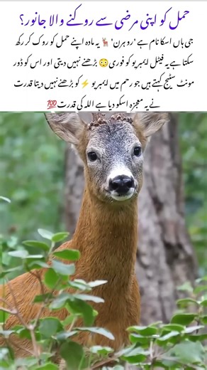 This ability makes roe deer nature's genius #animals #shorts