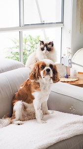 🐾 Keeping a home clean with pets doesn’t have to be hard! This is my simple routine for cleaning the pet blankets that protect our couch, refreshing the couch itself, and adding those cosy final touches. ✨ It’s a little effort that makes a BIG difference in keeping our home fresh. Comment PET, and I’ll send you the link with all the details of the products I used! 👇 #PetFriendlyHome #CleaningRoutine #HowToCleanPetBlankets #PetCareTips #FreshAndClean #CosySpaces #CleaningHacks #HomeCleaningTips