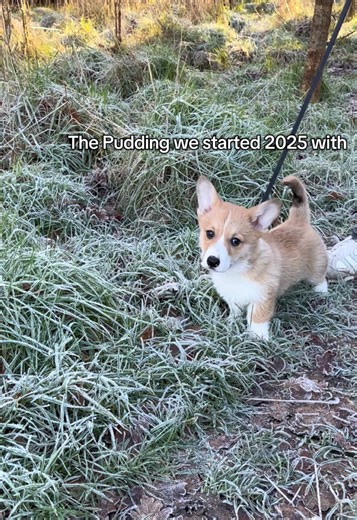 A Year of Love: Celebrating Our Pudding the Dog