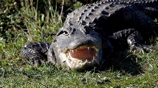 Top Destinations to Encounter Alligators and Crocodiles Around the World