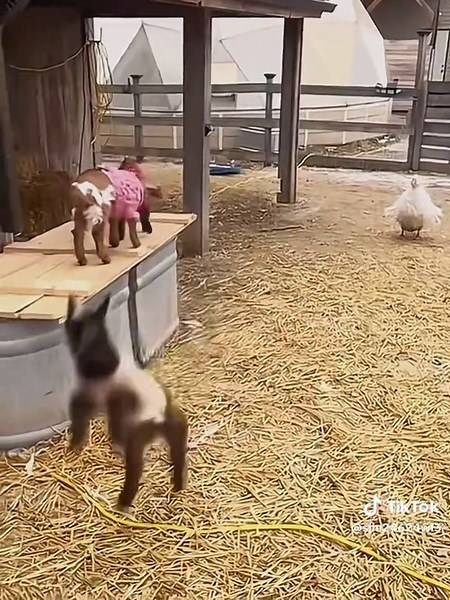 The little lambs skipping around are the cutest. #The cute little creature on the grassland. #Absolutely adorable! #Little lamb. #Cute and adorable pets. #Farm Diary.