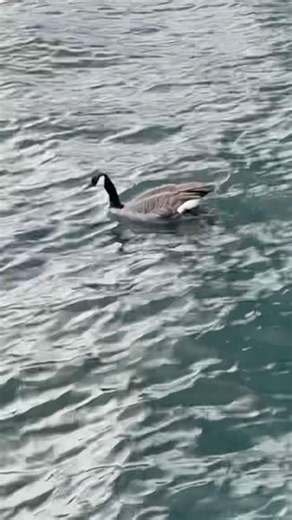 Confused Canada Goose swims in LAKE AMERICA! #shorts #lakeontario #lakeamerica