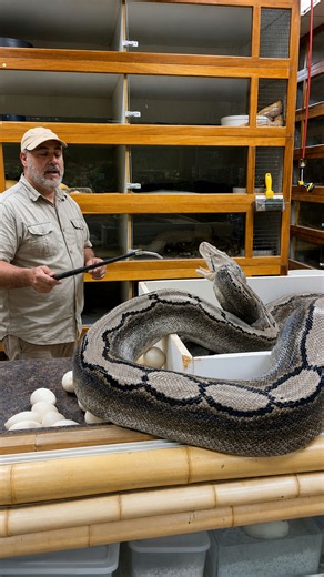 Giant python nearly strikes Jay the second he looks away