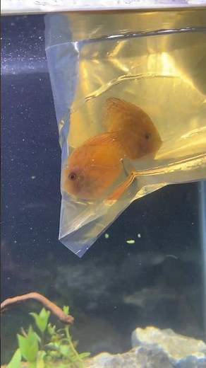 Discus Fish Care Tips: Got 4 New Discus Cichlids