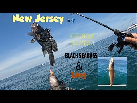 Party Boat Black seabass/Ling trip | Belmar New Jersey 🇺🇸 | Bottom fishing