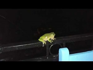 Green tree frog calling loudly
