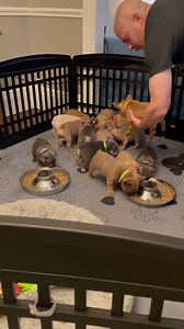 49K views · 404 reactions | It's a Frenchie feeding frenzy!! | Best Videos | Facebook