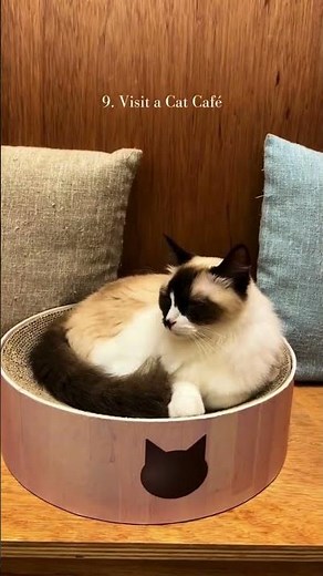 Japan Travel Guide: 20 Incredible Things You Must Do in Japan