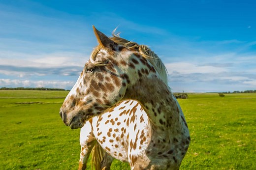 Appaloosa Breed Guide: Height, Diet, and Characteristics