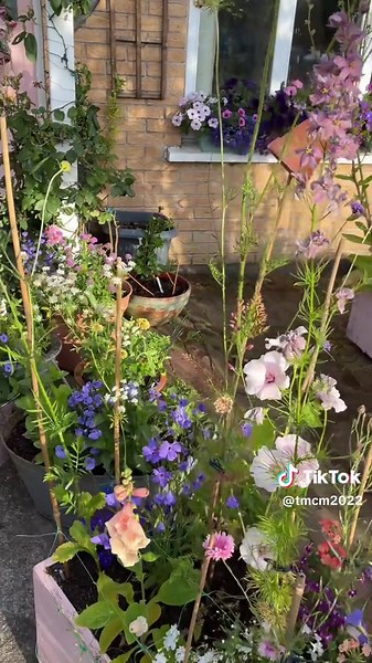 Romance and Roses on TikTok