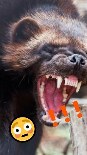 Wolverine fights Wolverine for Meat!!! 🍖