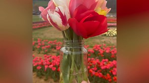 As we look back on a great spring season on the farm, we want to say ‘THANK YOU’ to everyone who came out to enjoy the blooms, take photos, and make memories with us this spring. Your support means the world to us! 💛 Now, we’re already counting down the days until FALL 🍁 — and this year is extra special… it’s our 25th anniversary of fall traditions at Oakes Farm! 🎉 We can’t wait to celebrate with you. See y’all soon! 🎃🌽 #OakesFarm #TulipSeason #FallAtTheFarm #25YearsOfFun | Oakes Farm