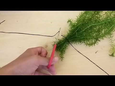How to propagate the Elodea plant for aquariums