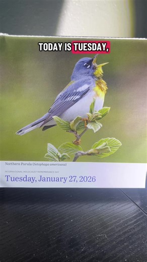 January 27, 2026. Northern Parula. #birdoftheday #2026 #northernparula #parula #bird sorry if i didn’t say this one right, tbh i wasn’t sure