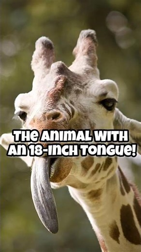 The Tallest Weird Fact You Didn’t Know 🦒 #animals #facts #wildlife #shorts #giraffe #edit