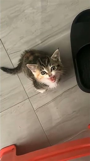 Christmas Purr Warm Winter Socks 🧦🐱