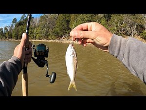 LIVE Baiting Catfish