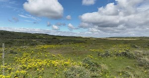 Flowers in the dune area of Zeeland, The Netherlands. Aerial view.