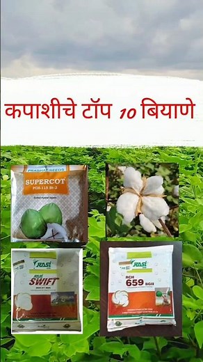 कपाशीचे टॉप 10 बियाणे | कापूस बियाणे #कापूस #cotton