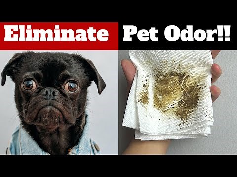 8 Tips To ELIMINATE Dog Smell From Your House!!