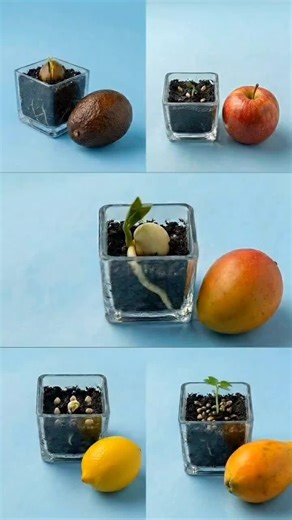 Fruits you can grow from seeds at home. #fruits #growing #agriculture #plants #home