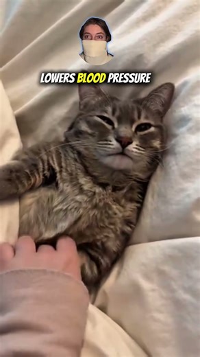 Cats HEAL You? Purring Science PROVEN! 🐱💖