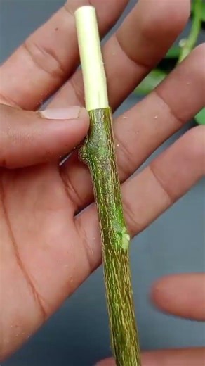 How to propagate lemon tree from cuttings with tissue paper ||#highlights#shots
