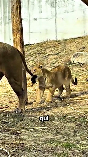 This baby lion is so cute with its father