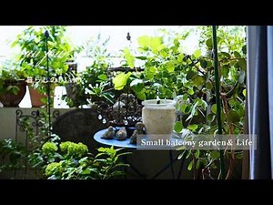 Balcony potager garden plan | Enjoy gardening in an urban apartment | Summer view of a small balc...