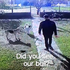 What is your dogs favorite game? | Try Not to Laugh