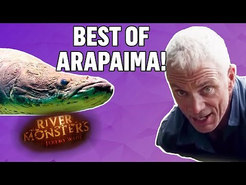 Best Of Arapaima! | COMPILATION | River Monsters