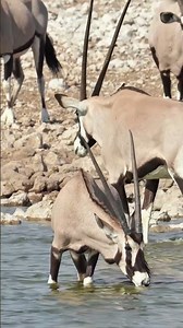 Oryxes at Etosha National Park in Namibia.