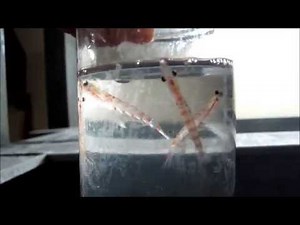 南極オキアミ。