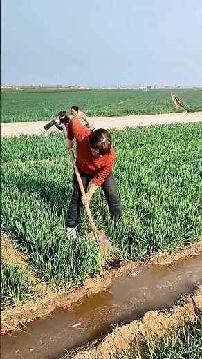 Simple process of water irrigation in paddy fields