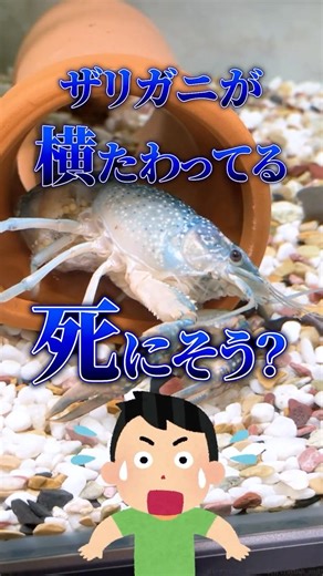 ザリガニの産卵 #青いアメリカザリガニ #ザリガニ #crayfish
