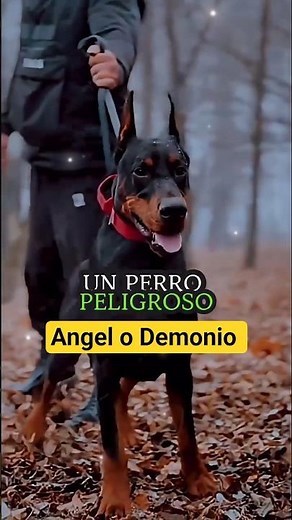 "The Doberman: Angel or Demon?"🪽👹⚠️