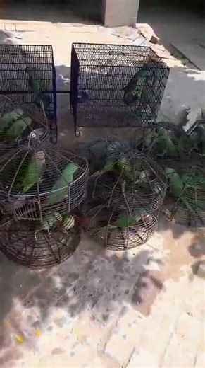 Green Parrot Trap 🦜 | More Parrots Caught in Cage | Smart Bird Trap #Shorts