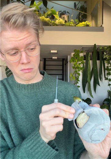 Pflege deiner Amaryllis: Tipps nach der Blüte